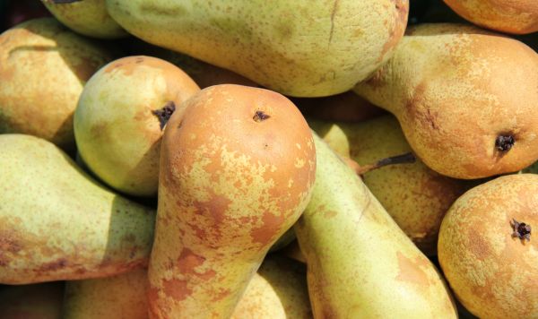 Birnen nach Wahl des Chefs